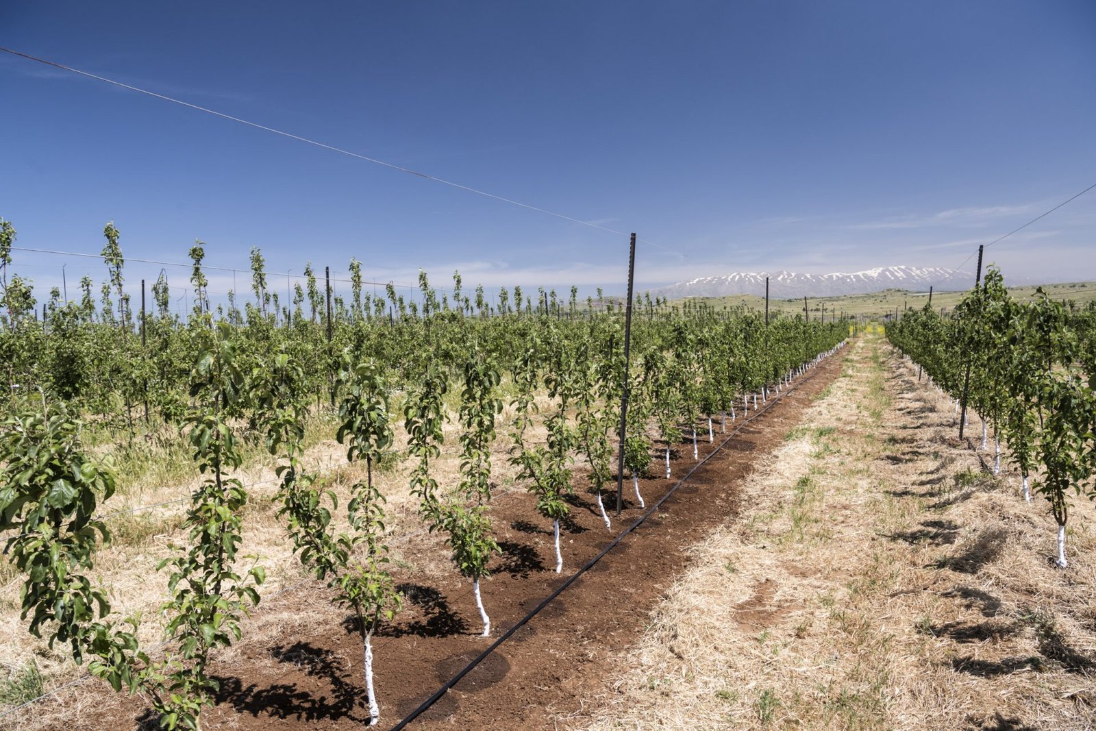 Aroha Irrigation - Trusted in Malawi