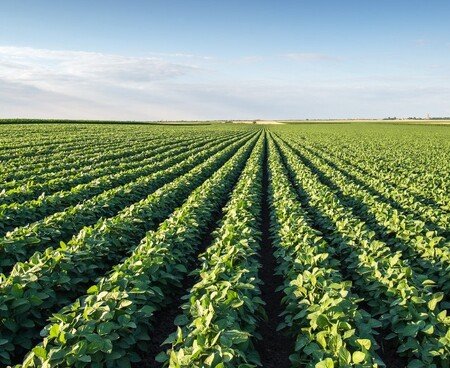 Supply and  installation of 10Ha  drip irrigation system  for Manga and 2ha  for Sweet chilli